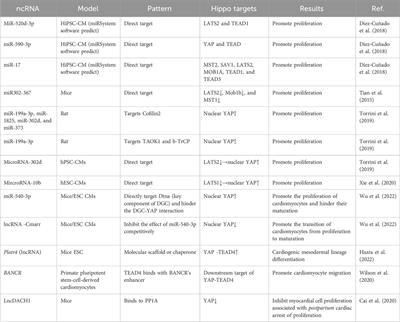 Non-coding RNAs as regulators of the Hippo pathway in cardiac development and cardiovascular disease